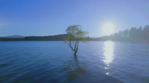 4k 360 wanka tree, at sun rise Stock Footage 170092403