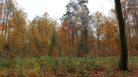 4K 365 day time lapse of changing four seasons in a forest Stock Footage 61526485