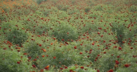 4K 396 Stock Footage 338406086