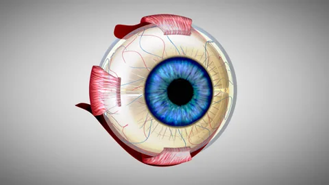 4K 3D anatomical model of an Eye Stock Footage