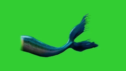 4K 3D Animation Mermaid Tail fliping  On A Green Screen Pack of three tails. Stock Footage