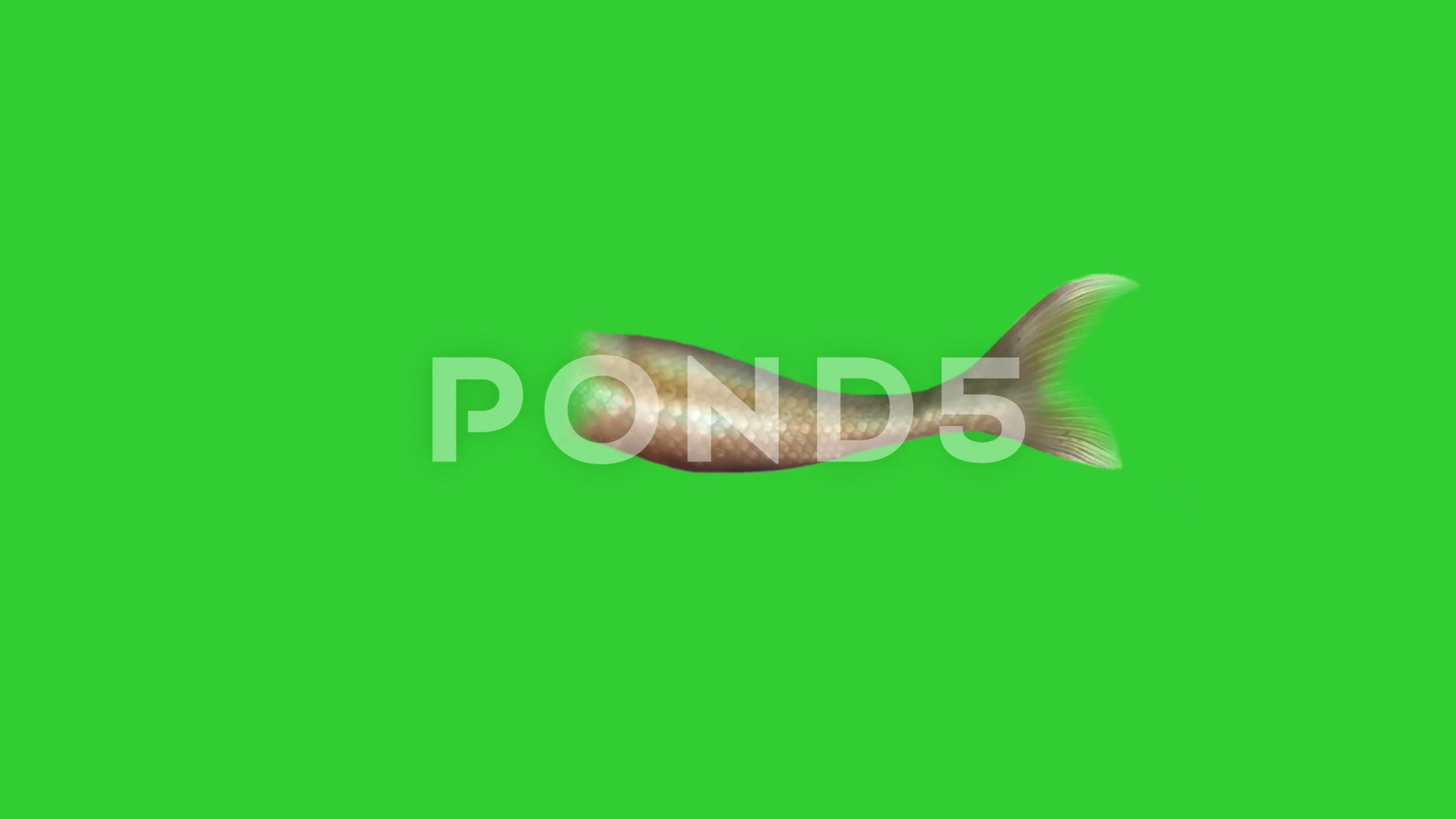 4K 3D Animation Mermaid Tail Moving and ... | Stock Video | Pond5