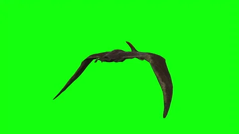 4k 3d animation of Pterodactyl flying on green screen Stock Footage 201248114