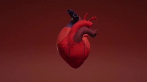 4K 3D Human Heart Model Anatomical Visualization Aorta Chambers Stock-Footage 339267147