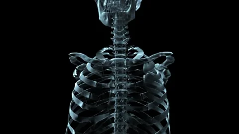 4K 3D Human Skeleton Medical Visualization Cervical Spine Ribcage Видео 339267158