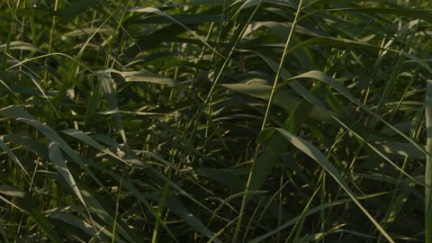 4K 4K Green Tall Grass Swaying Gentle Breeze Sunlight Dappled Light Field M.. Stock Footage 339290813