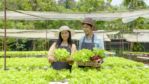 4K 50fps, Owner of Hydroponics Vegetable Farm Two Asian men Stock Footage 184387062