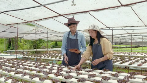 4K 50fps, Two Asian men and women own a hydroponics vegetable farm. Stock-Footage 184390785
