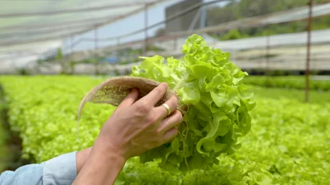 4K 50fps, Vegetable close-up in Asian hands owned vegetable farm-grown Stock Footage 186060914