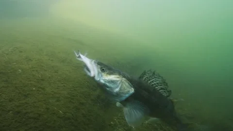 4K 50fps zander attack 00 動画素材 286809152