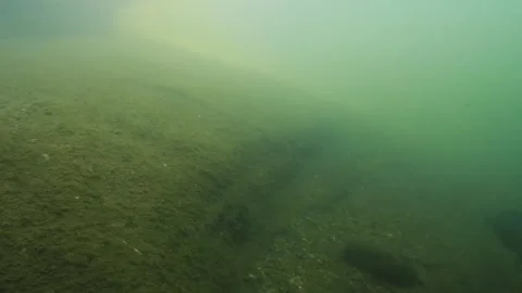 4K 50fps zander attack 00 slowmotion Stock Footage 286809179