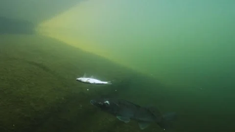 4K 50fps zander attack 01 Stock-Footage 286809285