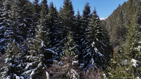 4K 60 Drone Vertical Rise: Voglalpgraben Snowy Forest Reveal - Saalbach Vídeos de archivo 331079647