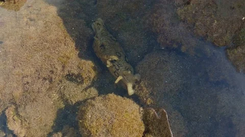 4k 60 fps video of an atlantic cow of sea, Aplysia dactylomela, in a puddle o Video stock 200264451