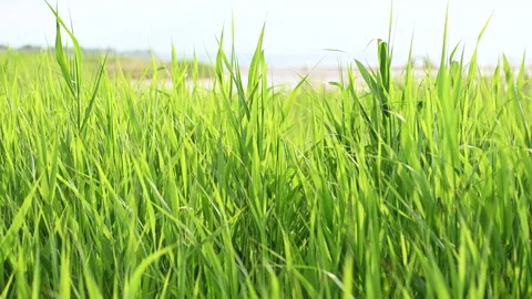 4K 60 fps video of sunset on Baltic sea with dune on foreground Stock Footage 155804573