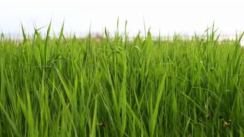 4K 60 fps video of sunset on Baltic sea with dune on foreground Stock-Footage 155804594