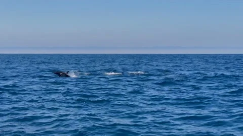 4K 60 fps of Wild Dolphins in Newport Beach, CA Stock Footage 156587114