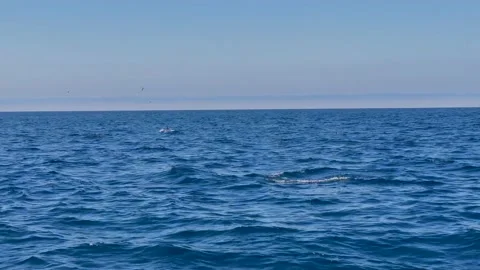 4K 60 fps Wild Dolphins off Orange County, California Stock Footage 156587312