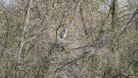 4K 60 fps Wild Grey Heron sitting still in a tree Stock Footage 112286778