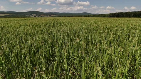 4K 60fps Aerial Fly Forward: Low Motion Over Corn Field Landscape Stock Footage 340487947
