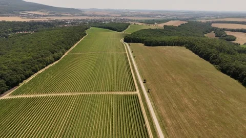 4K 60fps Aerial Fly Forward Over Vineyard Rows Next To Forest Stock Footage 340527425