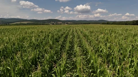 4K 60fps Aerial Pull Back: Low Motion Over Corn Field Revealing Landscape Stock Footage 340416726