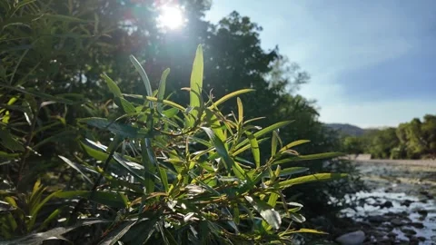 4K 60fps Close Up: Sunlight Flare on Green Leaves near Riverbank Stock-Footage 333614331