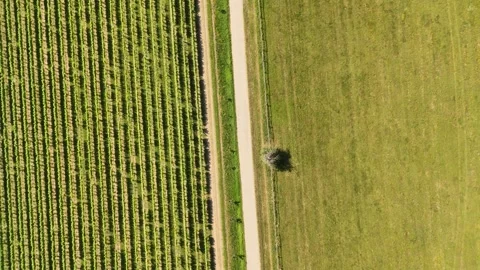 4K 60fps Drone 90-Degree Top-Down: Forward Flight Over Green Vineyard and Road Stock Footage 337540775