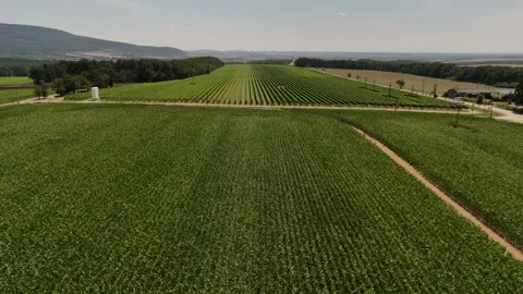 4K 60fps Drone Ascend: Green Corn Field &amp; Vineyard Horizon Stock Footage 340546872