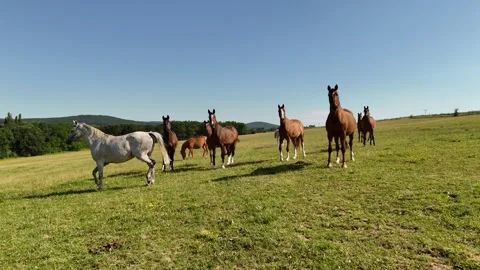 4K 60fps Drone: Backward Flight Revealing Herd of Horses on Pasture Stock Footage 337542954