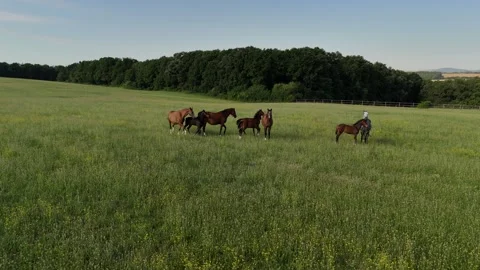 4K 60fps Drone: Backward Flight Revealing Running Horses on Green Meadow Stock Footage 337575625
