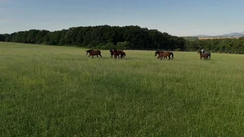 4K 60fps Drone: Backward Flight following Running Horses on Green Pasture Stock Footage 337576135