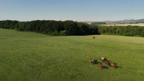 4K 60fps Drone: Cinematic Panning and Backward Flight Tracking Horses Stock Footage 337575716