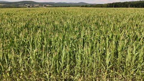 4K 60fps Drone Close-Up Ascend: Green Cornfield Reveal Stock Footage 340546620