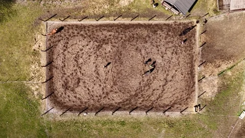 4K 60fps Drone Descending Top Down: Horses in Paddock, Saalbach Stock Footage 332660755