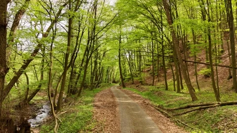 4K 60fps Drone Fly Forward: Scenic Forest Road Along Creek, Orovnica Stock Footage 333134584