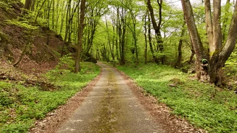 4K 60fps Drone Fly Forward: Low Angle Over Forest Road, Orovnica Stock Footage 333213354