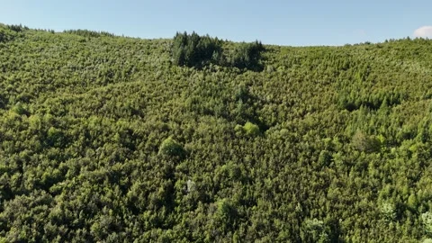 4K 60fps Drone Flyover: Forest Hillside &amp; Green Trees Stock Footage 340613477
