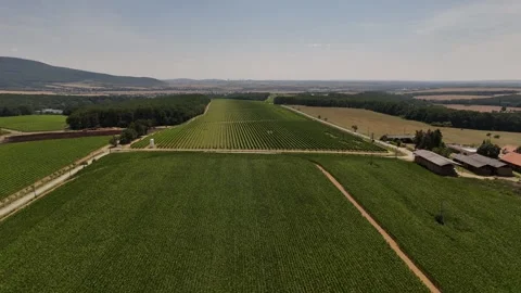 4K 60fps Drone Flyover: Green Corn Field &amp; Vineyard Horizon Stock Footage 340529789