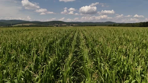 4K 60fps Drone Flyover: Low Altitude Green Corn Field &amp; Hills Horizon Stock Footage 340190206