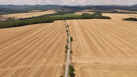 4K 60fps Drone Flyover: Narrow Tree-Lined Road Through Fields Stock Footage 340028328