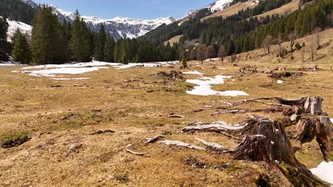 4K 60fps Drone Forward: Alpine Landscape with Tree Stumps in Lengau Stock Footage 332591314