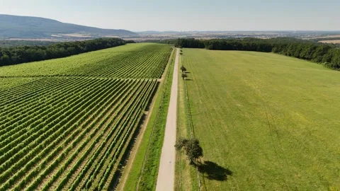 ​4K 60fps Drone: Forward Flight over Vineyard and Country Road Stock Footage 337541359