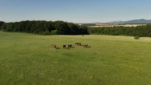 4K 60fps Drone: Forward Flight Towards Herd of Horses on Pasture Stock Footage 337543756