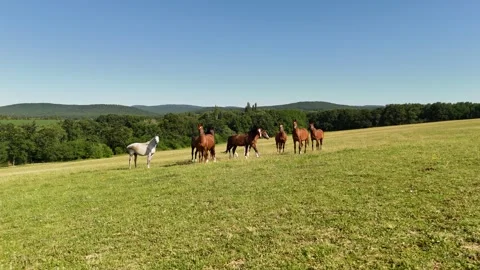 4K 60fps Drone: Long Forward Flight Towards Horses on Green Pasture Stock Footage 337541692