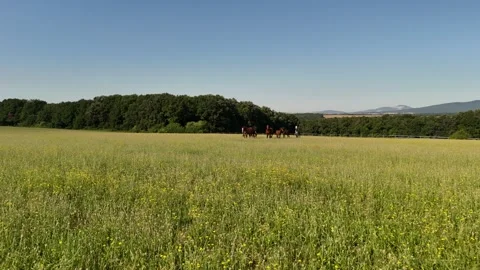 4K 60fps Drone: Long Forward Flight Approaching Horses on Golden Meadow Stock Footage 337574742