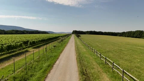 4K 60fps Drone Low-Angle Forward Flight Along Country Road Next to Vineyard Stock Footage 337540178