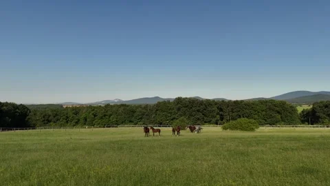 4K 60fps Drone: Low Angle Forward Flight Approaching Horses on Pasture Stock Footage 337575707