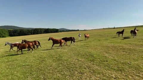 4K 60fps Drone: Panning Left Over Running Horses on Green Pasture Stock Footage 337543753