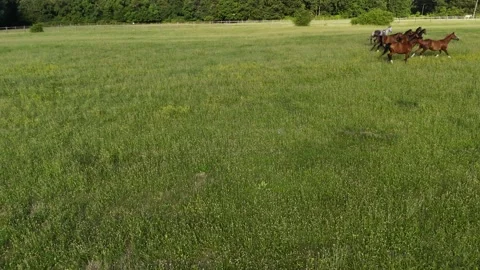 4K 60fps Drone: Panning Shot Following Galloping Horses on Green Pasture Stock Footage 337576107